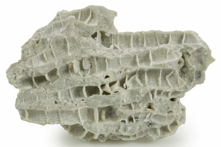Silurian Dolostone w/ Sparkling Fossil Coral (Fletcheria) - Ohio #362660